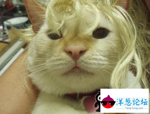 猫咪大妈