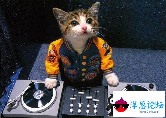 猫咪DJ