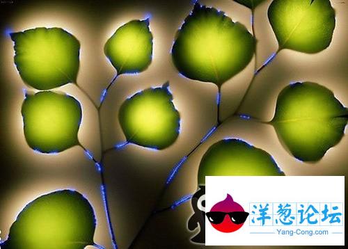植物通电后散发奇异光芒图片