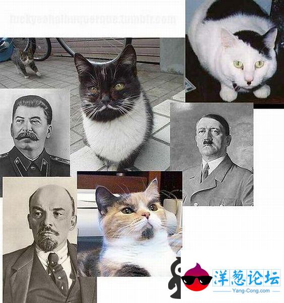 强大猫咪表情