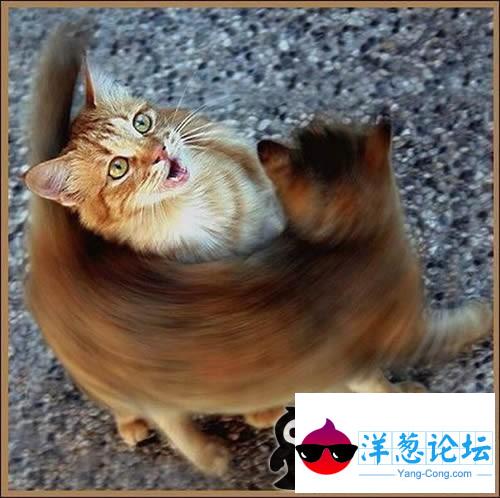 惊险无影猫咪