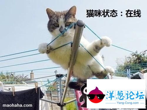 猫咪状态;在线