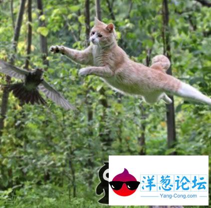 威武的猫咪