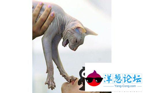 无毛猫